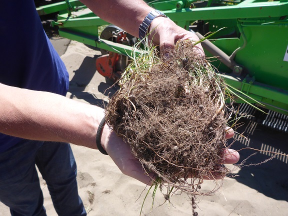 Gestion d’une plante invasive en bassin de production légumier